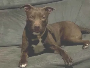 Cachorro raça Pit-Bull idade 1 ano nome Ice