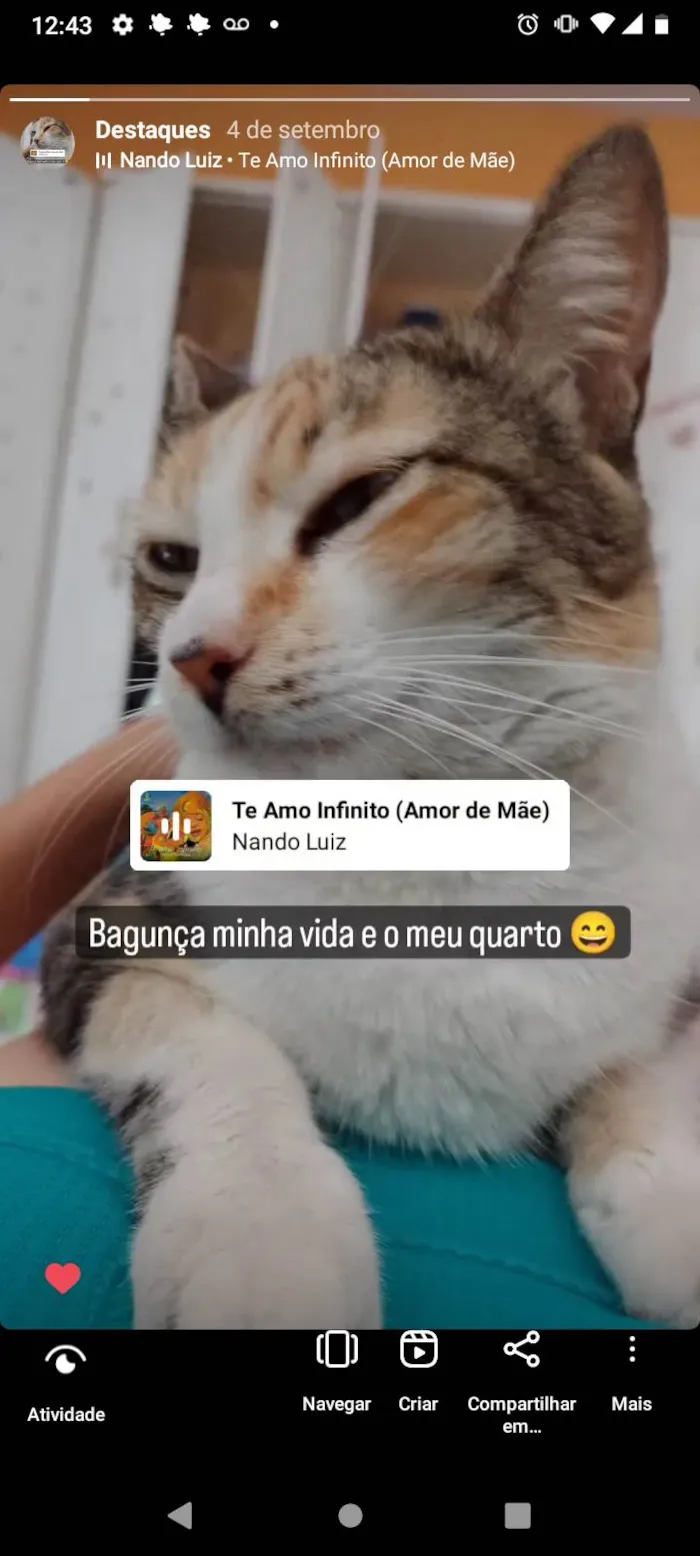 Gato ra a Sdr idade 1 ano nome Leoncia