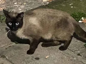 Gato raça Siamês idade 1 ano nome Sem nome 