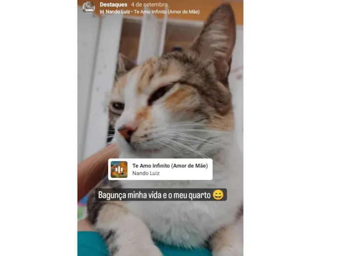 Gato ra a Sdr idade 1 ano nome Leoncia