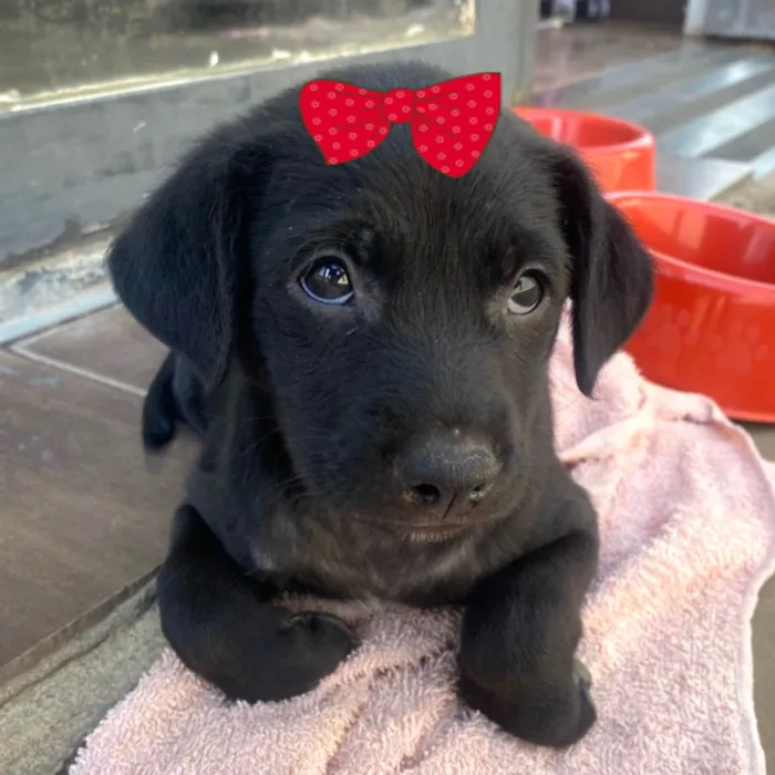 Cachorro ra a Mestica  idade 2 a 6 meses nome Cacau 