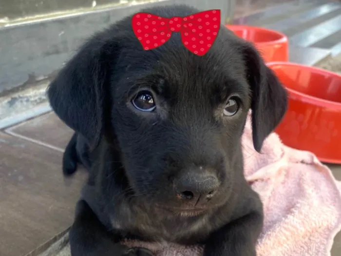 Cachorro ra a Mestica  idade 2 a 6 meses nome Cacau 