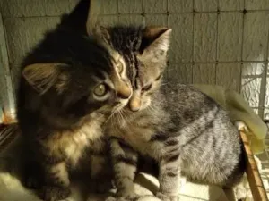 Gato raça SRD-ViraLata idade Abaixo de 2 meses nome 2 MACHINHOS
