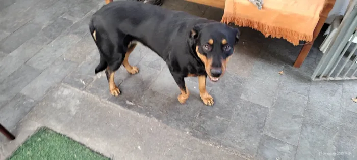 Cachorro ra a Rottweiler idade 3 anos nome Julie
