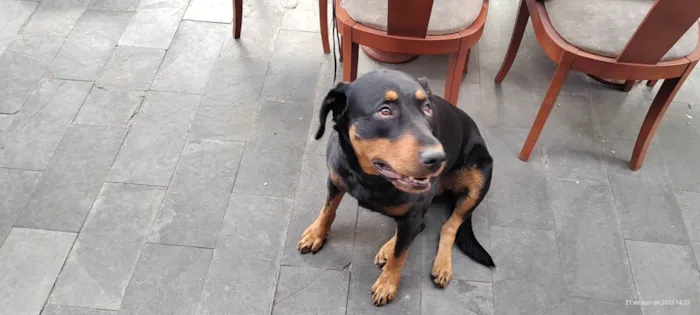 Cachorro ra a Rottweiler idade 3 anos nome Julie
