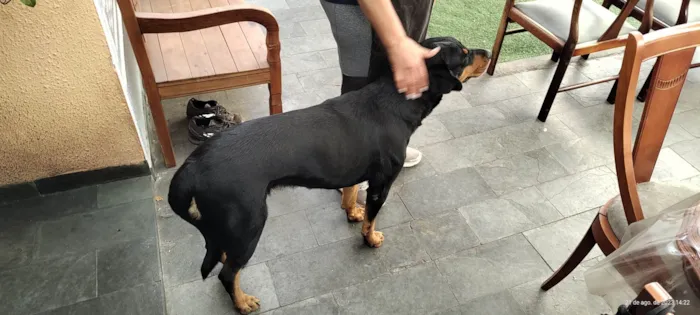 Cachorro ra a Rottweiler idade 3 anos nome Julie