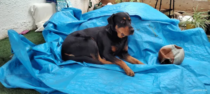 Cachorro ra a Rottweiler idade 3 anos nome Julie