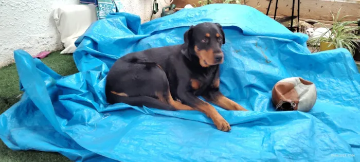 Cachorro ra a Rottweiler idade 3 anos nome Julie