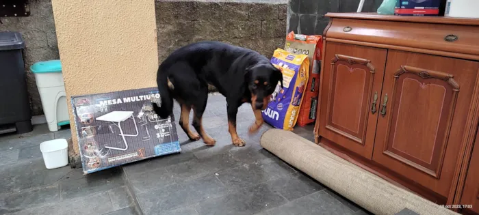 Cachorro ra a Rottweiler idade 3 anos nome Julie