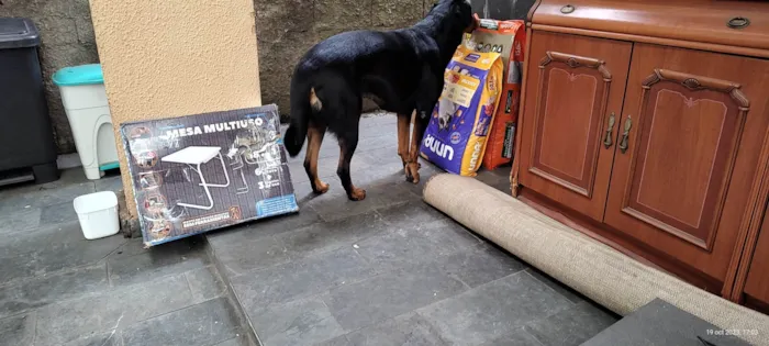 Cachorro ra a Rottweiler idade 3 anos nome Julie