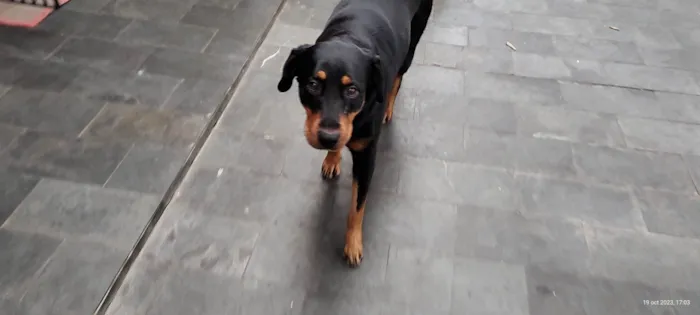 Cachorro ra a Rottweiler idade 3 anos nome Julie