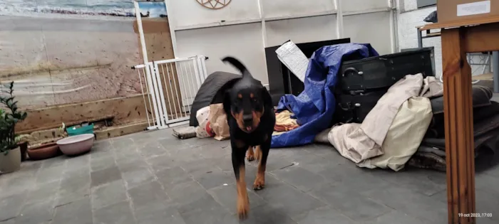 Cachorro ra a Rottweiler idade 3 anos nome Julie