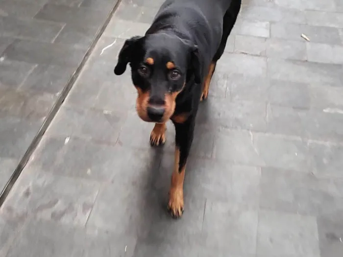 Cachorro ra a Rottweiler idade 3 anos nome Julie