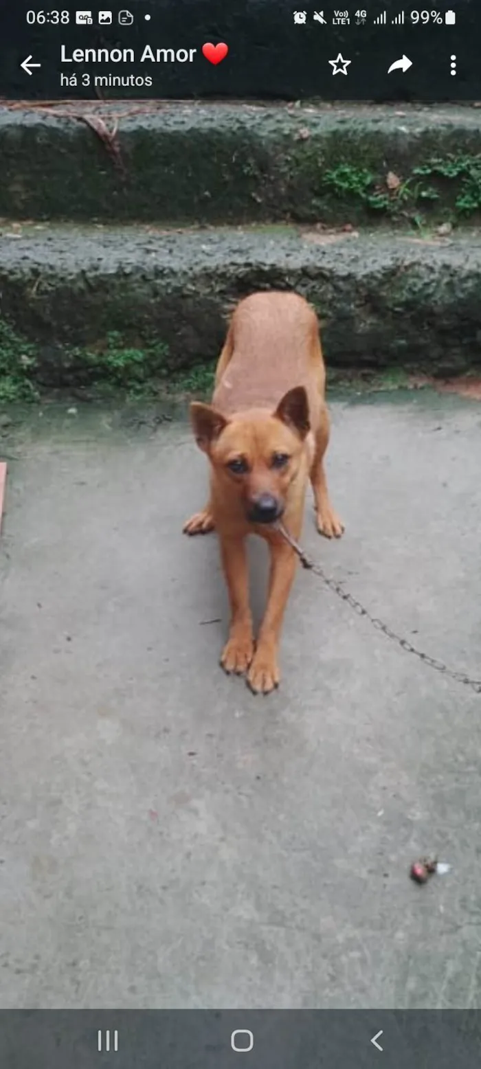 Cachorro ra a SRD-ViraLata idade 7 a 11 meses nome Pandora 