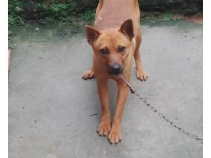 Cachorro ra a SRD-ViraLata idade 7 a 11 meses nome Pandora 