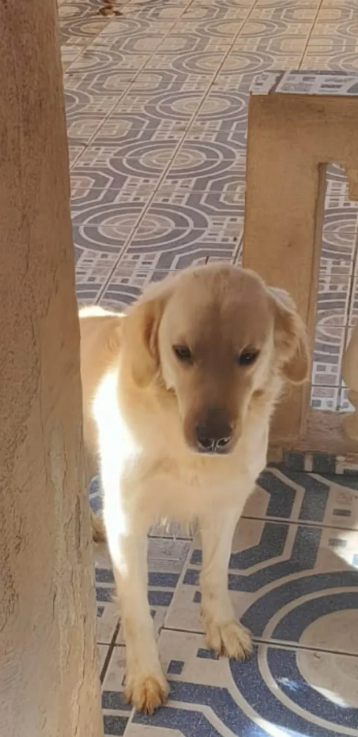 Cachorro ra a Golden Retriever idade 3 anos nome Peter