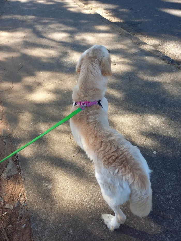 Cachorro ra a Golden Retriever idade 3 anos nome Peter