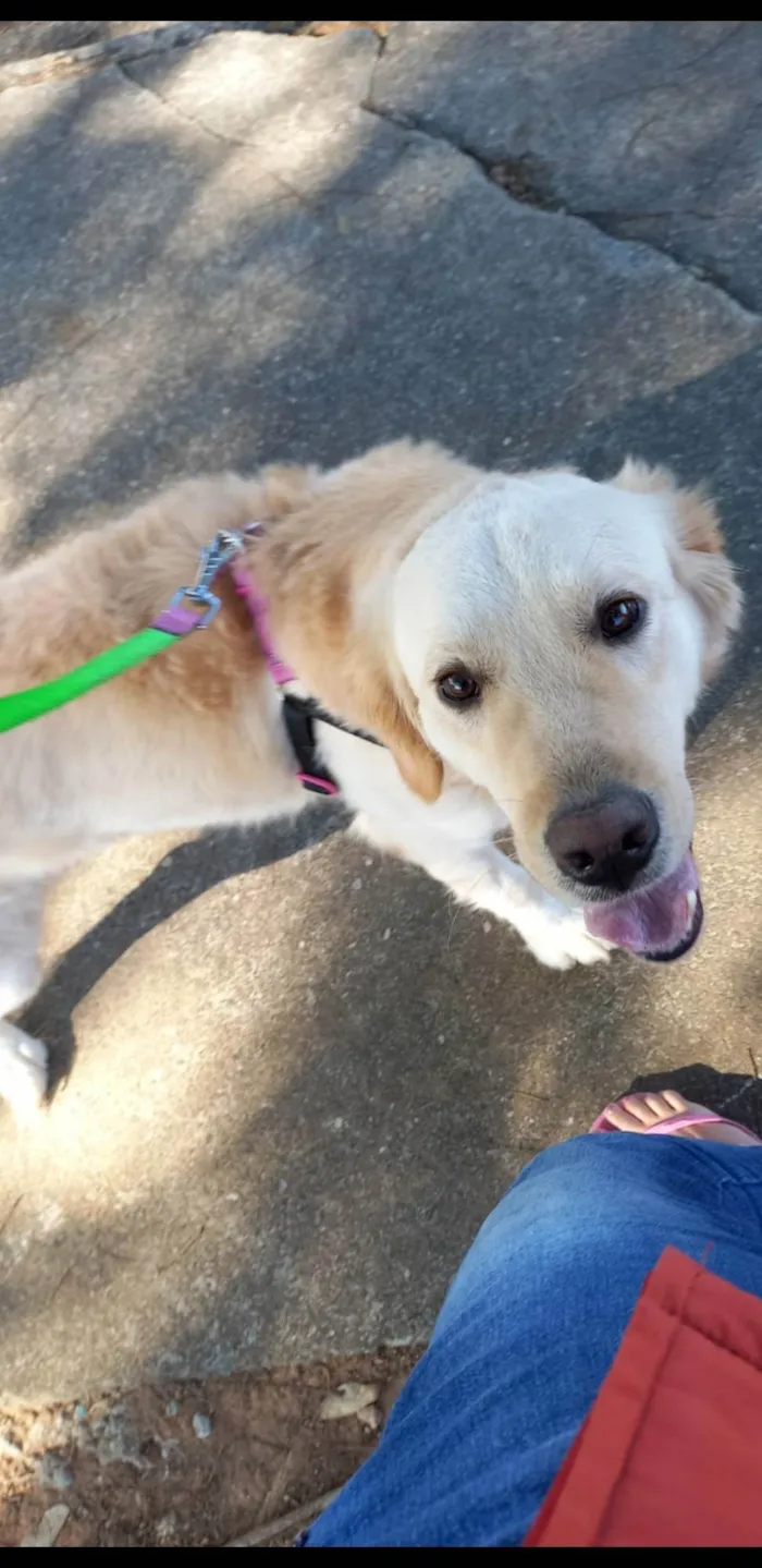 Cachorro ra a Golden Retriever idade 3 anos nome Peter