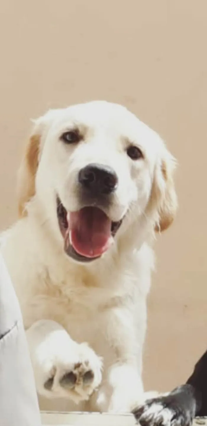 Cachorro ra a Golden Retriever idade 3 anos nome Peter