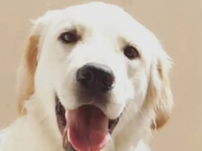Cachorro ra a Golden Retriever idade 3 anos nome Peter