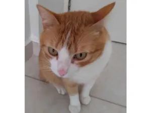 Gato raça  idade 6 ou mais anos nome Polenta