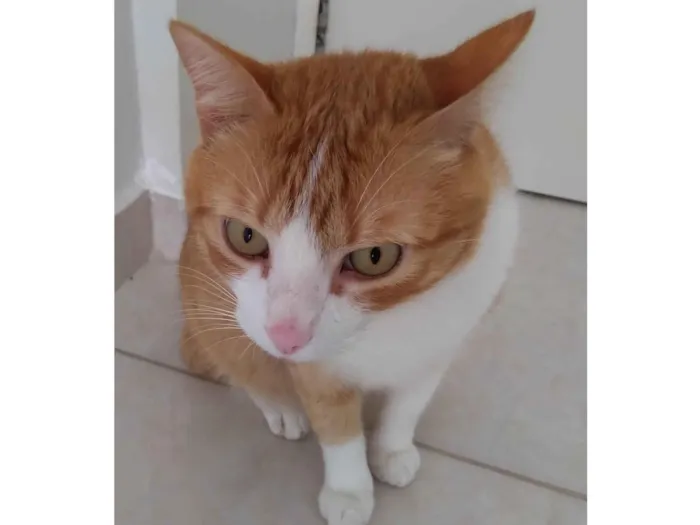 Gato ra a  idade 6 ou mais anos nome Polenta