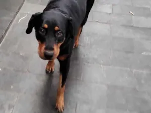 Cachorro raça Rottweiler idade 3 anos nome Julie