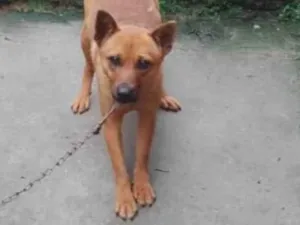 Cachorro raça SRD-ViraLata idade 7 a 11 meses nome Pandora 