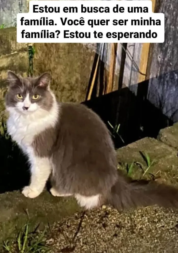 Gato ra a SRD-ViraLata idade 7 a 11 meses nome Maravilha Cinza