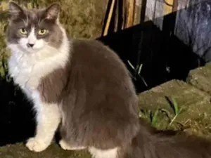 Gato raça SRD-ViraLata idade 7 a 11 meses nome Maravilha Cinza