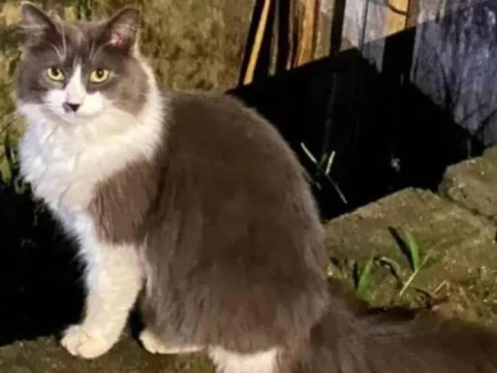 Gato ra a SRD-ViraLata idade 7 a 11 meses nome Maravilha Cinza