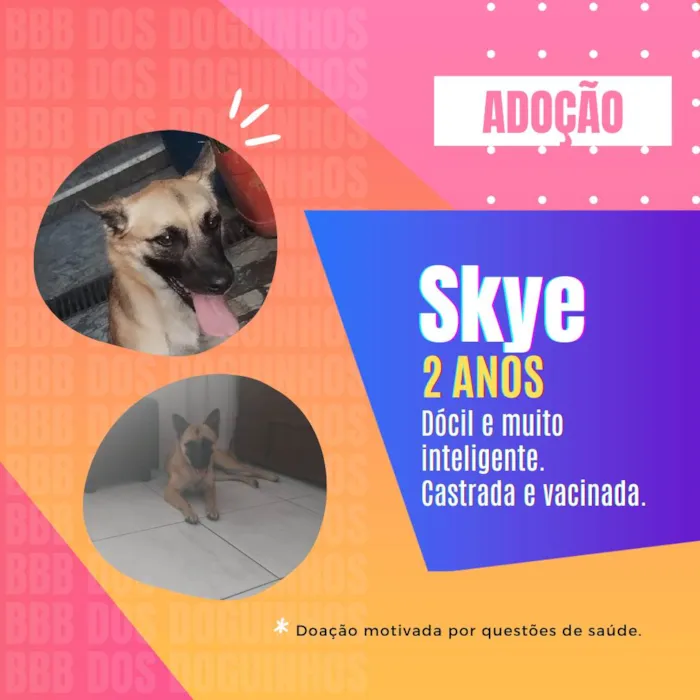 Cachorro ra a Pastor belga  idade 2 anos nome Skye