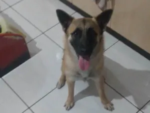 Cachorro raça Pastor belga  idade 2 anos nome Skye