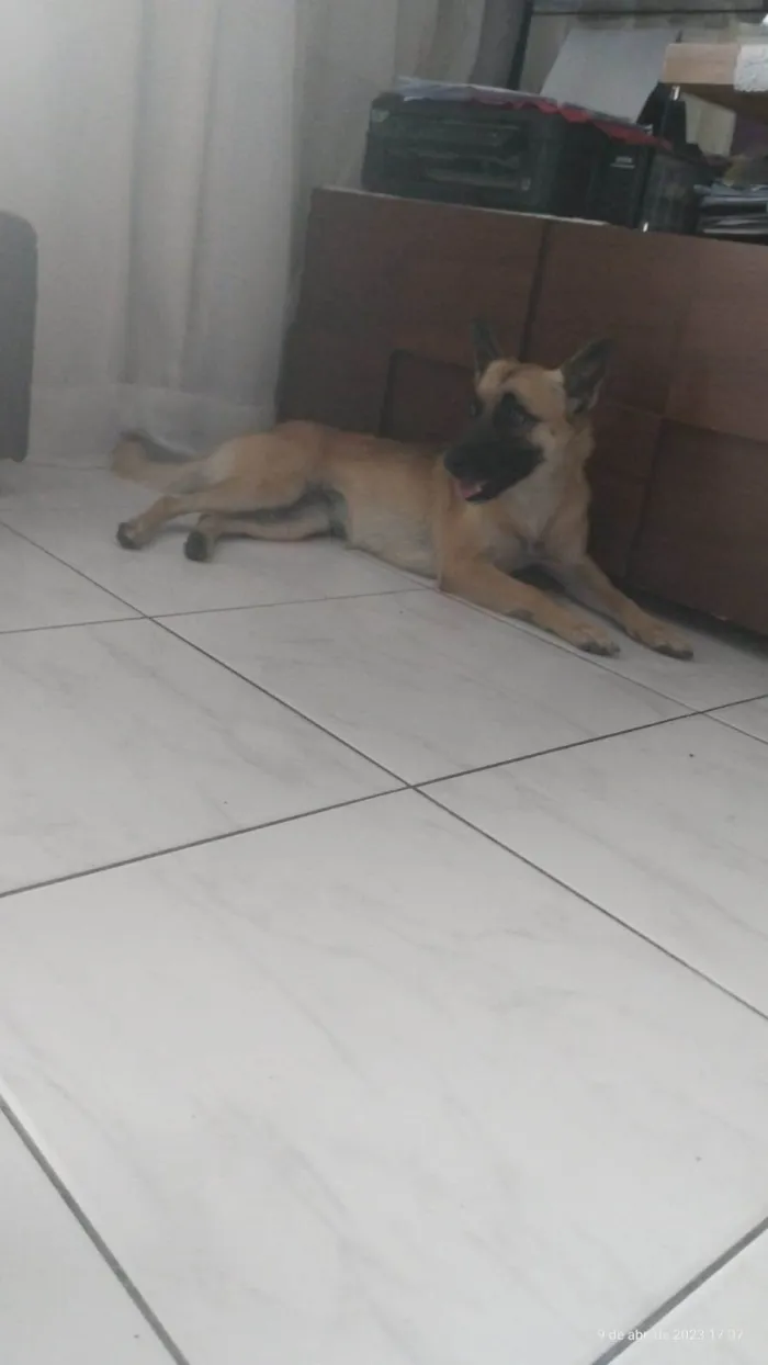 Cachorro ra a Pastor belga  idade 2 anos nome Skye