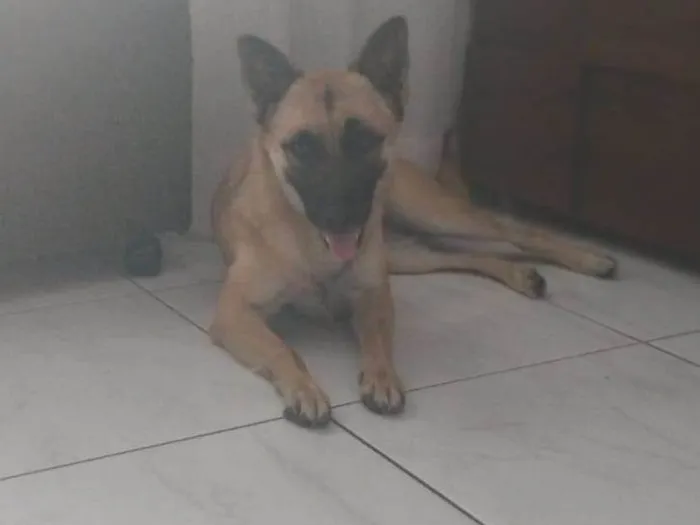 Cachorro ra a Pastor belga  idade 2 anos nome Skye