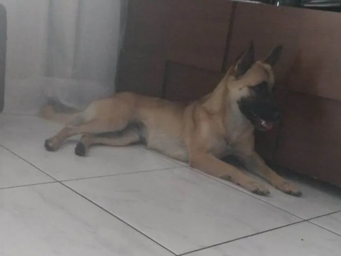 Cachorro ra a Pastor belga  idade 2 anos nome Skye