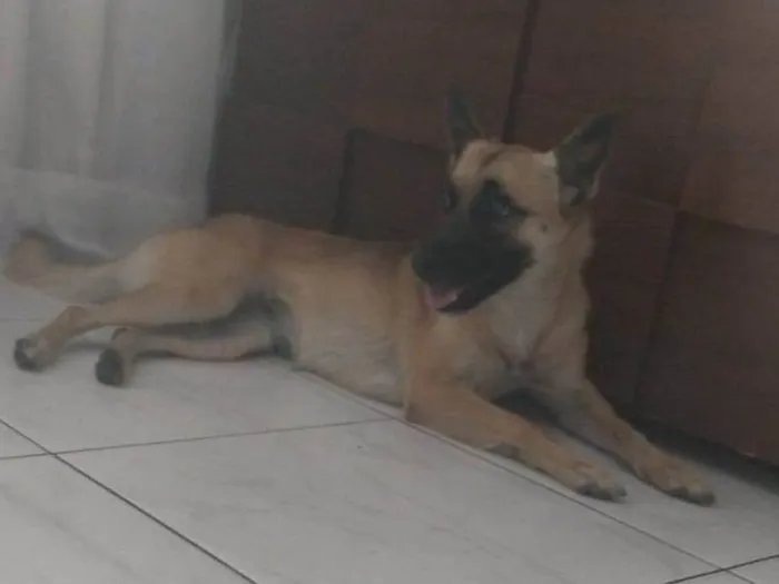 Cachorro ra a Pastor belga  idade 2 anos nome Skye