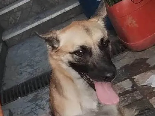 Cachorro ra a Pastor belga  idade 2 anos nome Skye