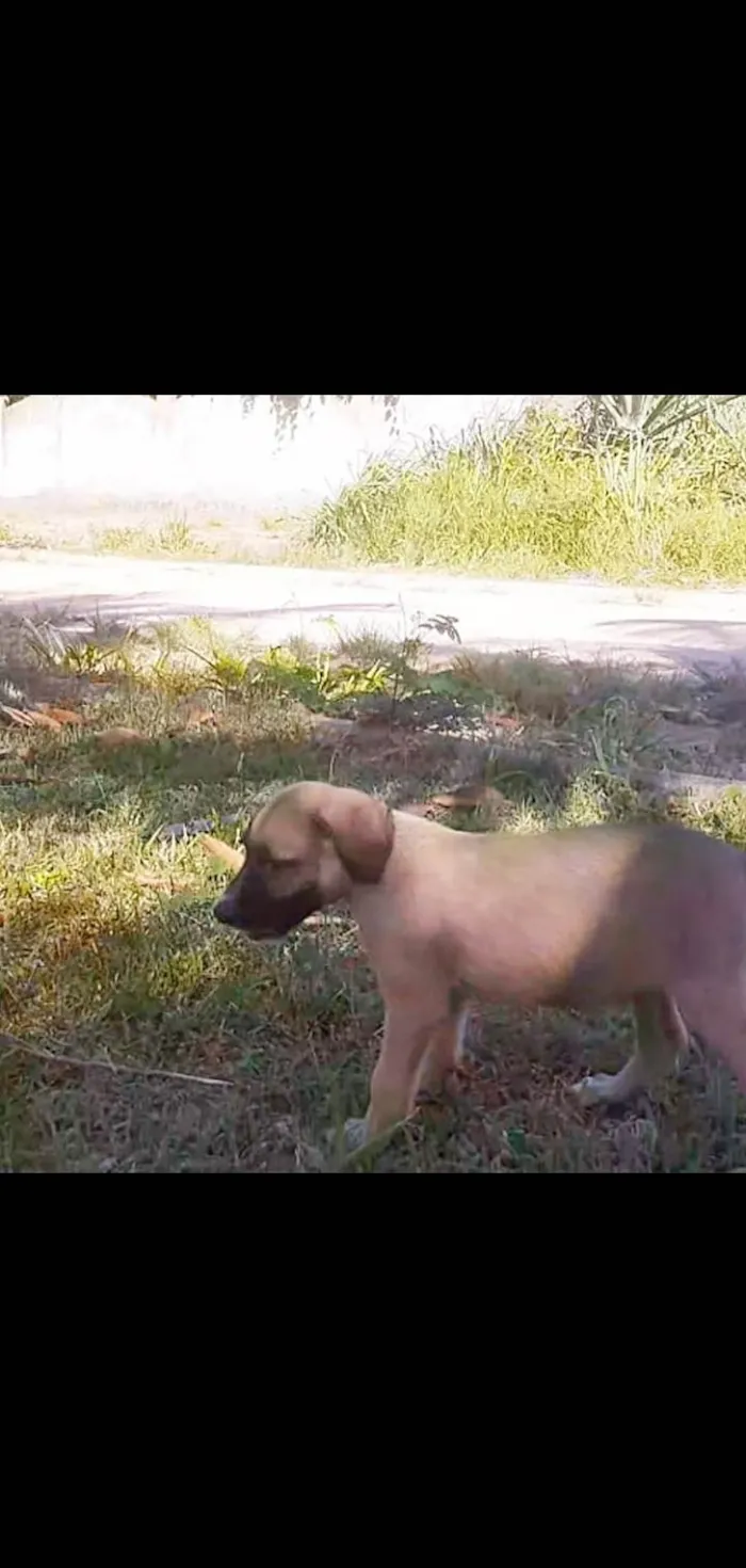 Cachorro ra a SRD-ViraLata idade 1 ano nome Cacau