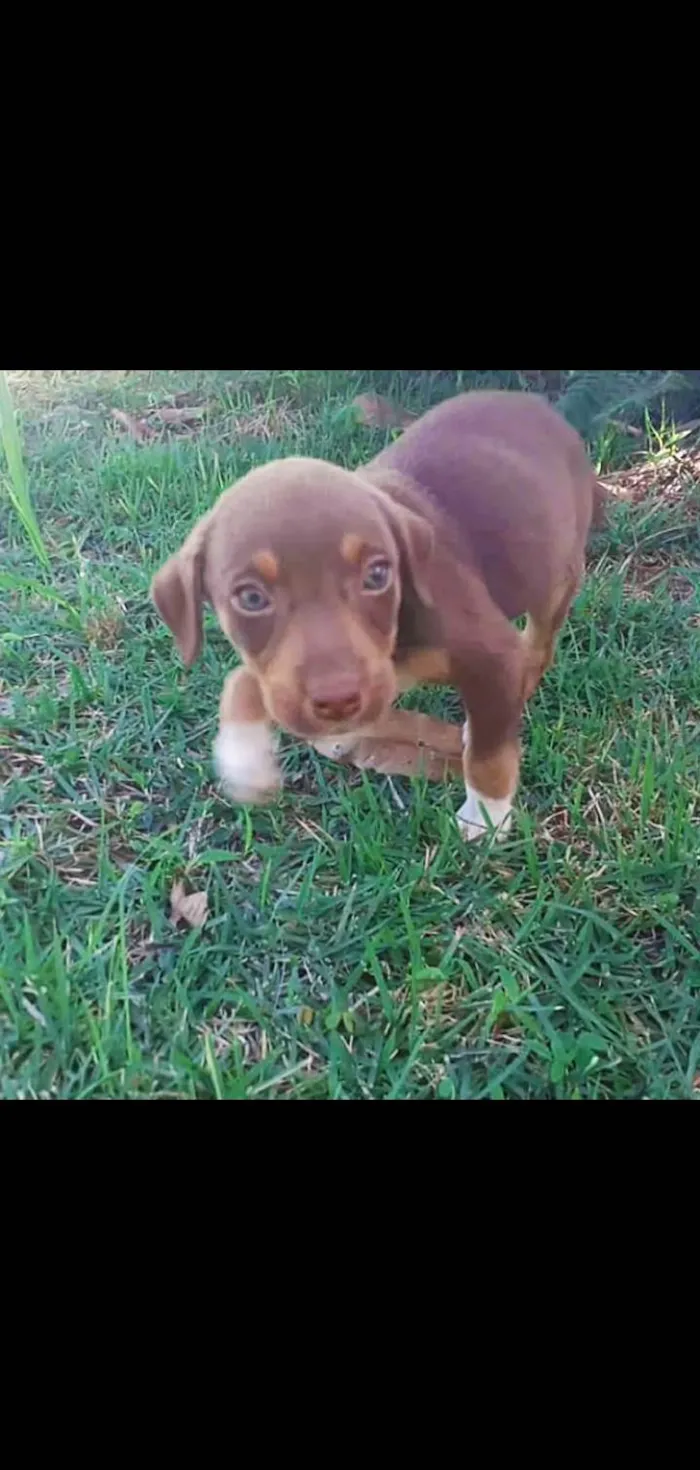 Cachorro ra a SRD-ViraLata idade 1 ano nome Cacau