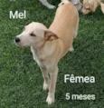 Filhotes para adoção responsável 