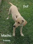 Filhotes para adoção responsável 