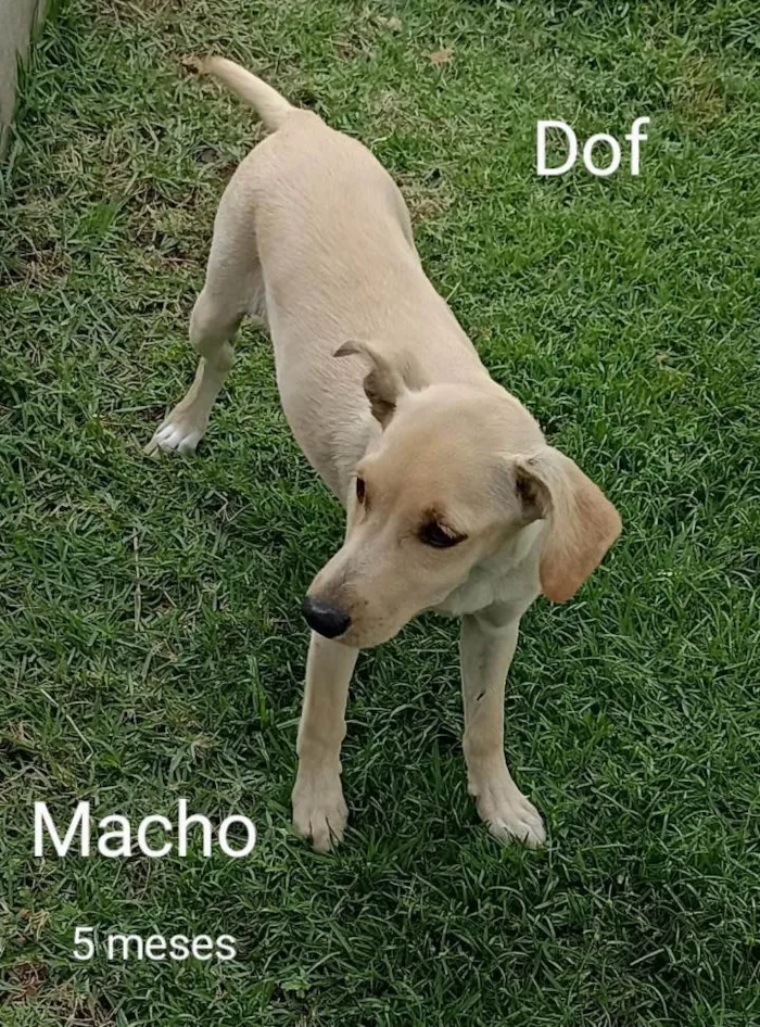 Cachorro ra a Mesticinhos  idade 2 a 6 meses nome Filhotes para adoção responsável 