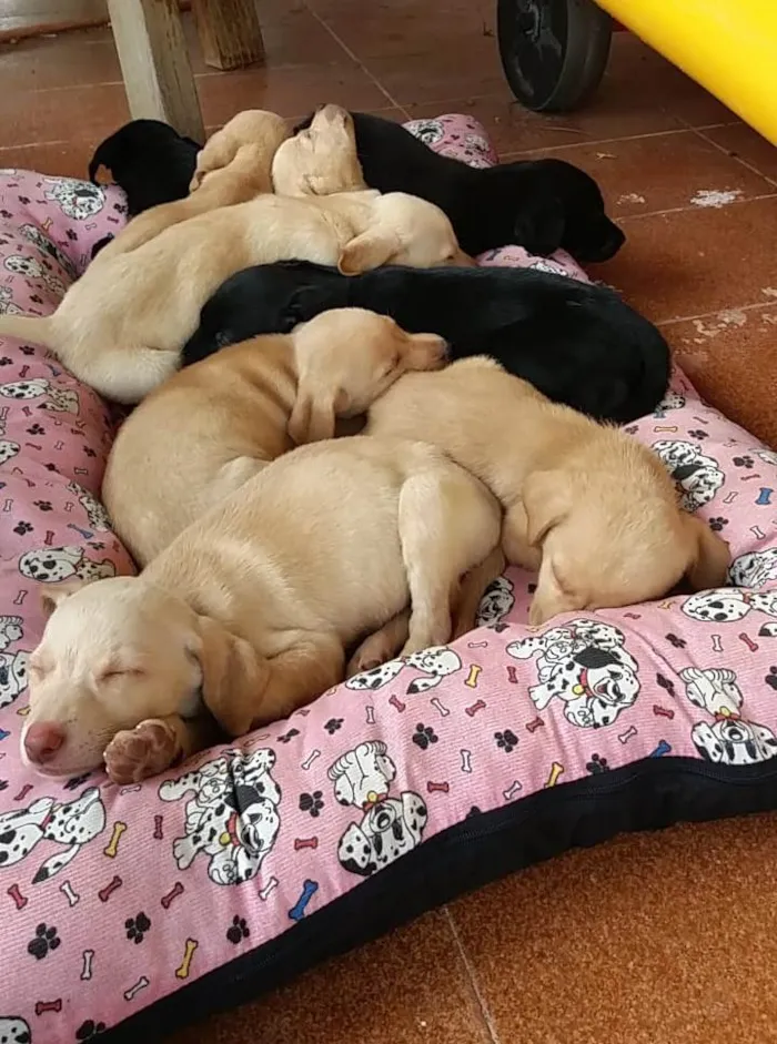 Cachorro ra a Mesticinhos  idade 2 a 6 meses nome Filhotes para adoção responsável 