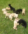 Filhotes para adoção responsável 