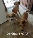 Filhotes para adoção responsável 
