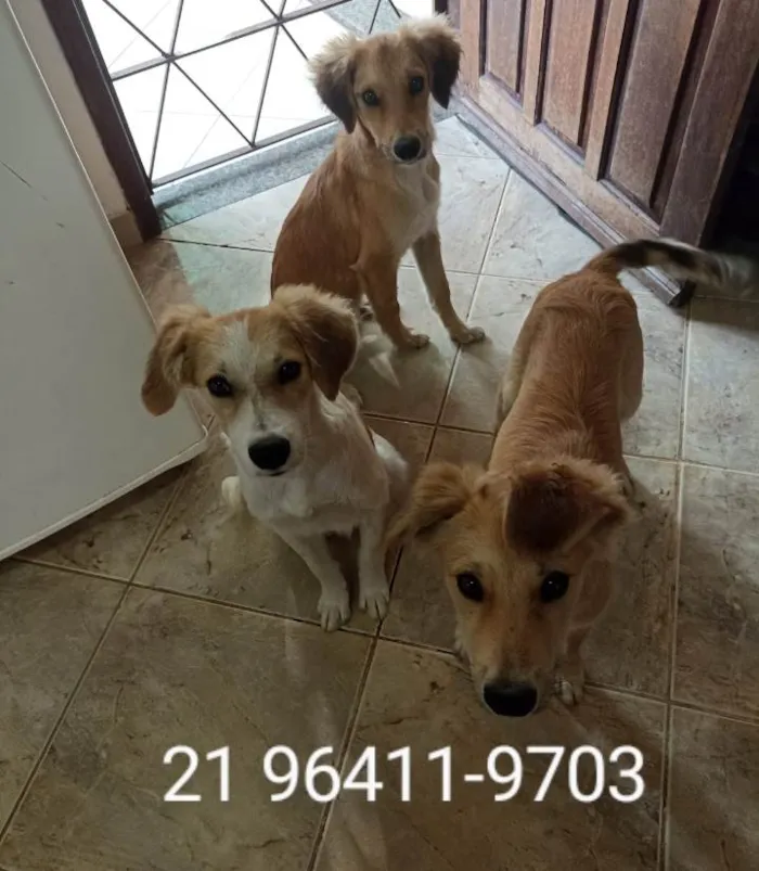 Cachorro ra a Mesticinhos  idade 2 a 6 meses nome Filhotes para adoção responsável 