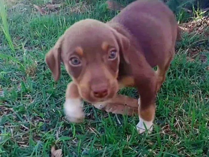 Cachorro ra a Mesticinhos  idade 2 a 6 meses nome Filhotes para adoção responsável 