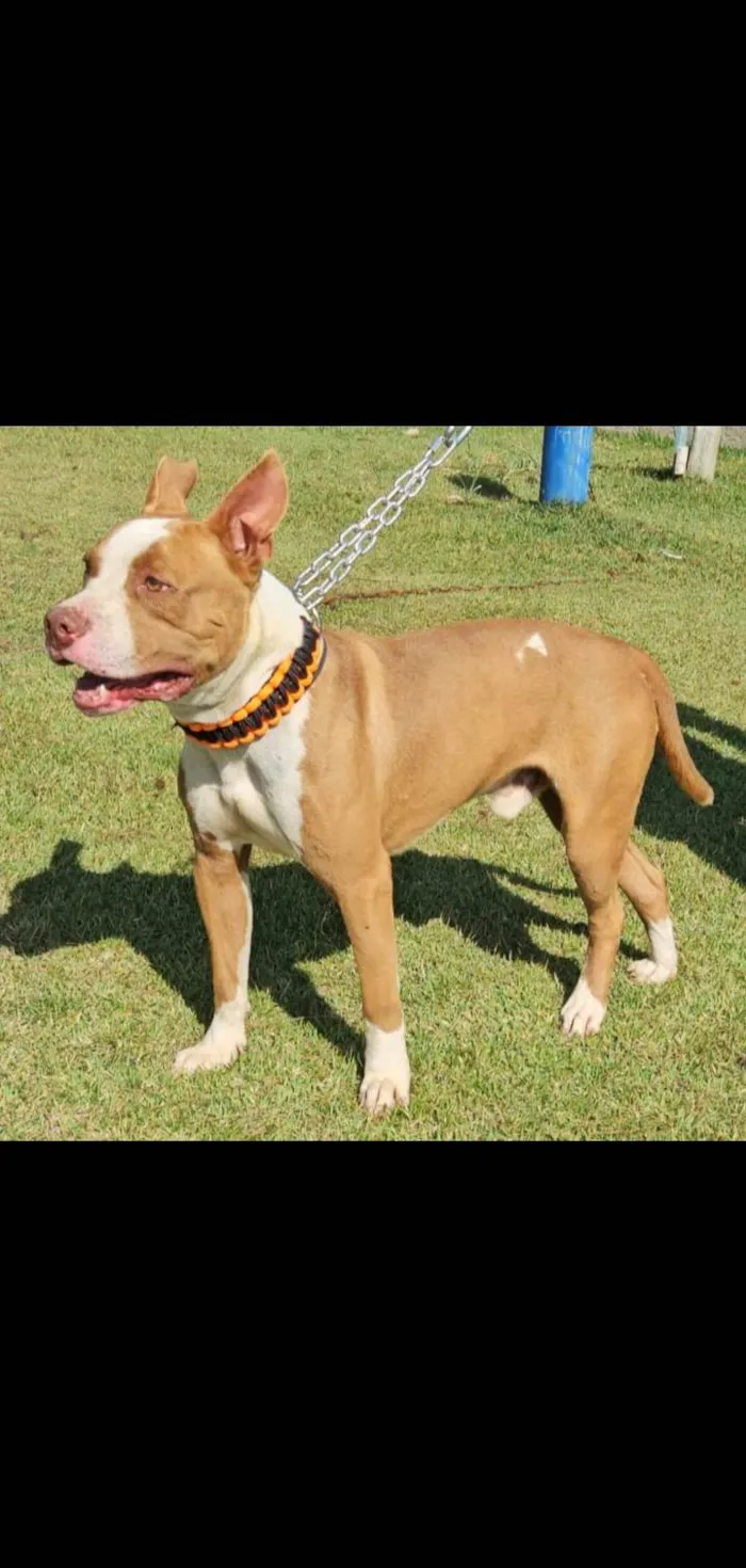 Cachorro ra a Pit-Bull idade 1 ano nome Brad