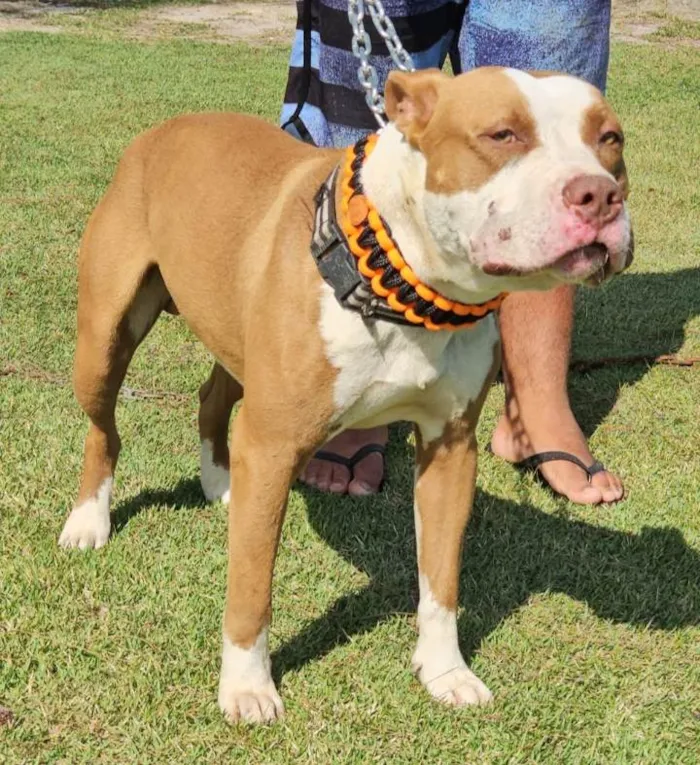 Cachorro ra a Pit-Bull idade 1 ano nome Brad